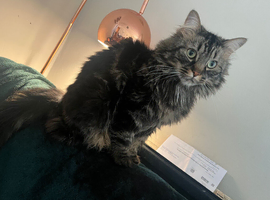 2 year old lovely male needing forever home