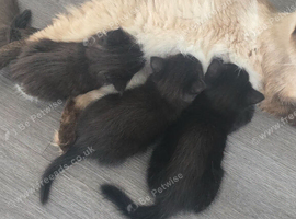 Stunning Ragdoll Cross Kittens