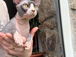 Sphynx proven stud only not sale