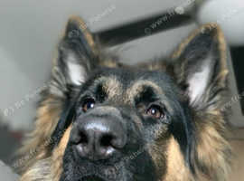 Rare Blue  German Shepherd