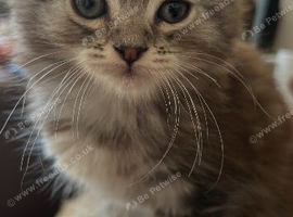Maine Coon x Ragdoll kitten
