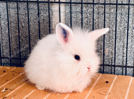 Mini lop/mini lion lop baby rabbits