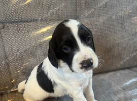Cocker spaniel