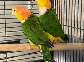 Pair of yellow Thai caiques