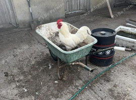 Bantam cockerill