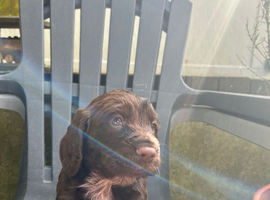 Cocker Spaniel full pedigree puppies for sale