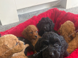 Beautiful Cockapoo Puppies