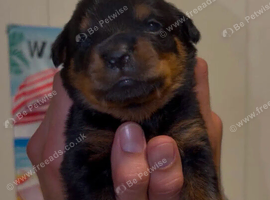 4 Rottweiler pups