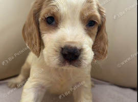 Cocker spaniel puppies