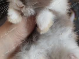 4 beautiful babies ready 27th July