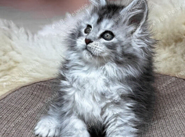 Wanted Black silver tabby poly