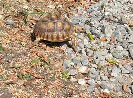 2 year old Sulcata