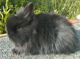 Stunning lionheads babies for rehoming