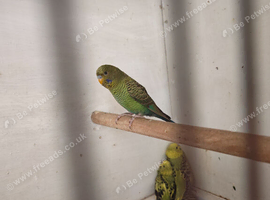 Black mutation budgies