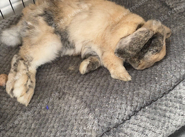 Mini lop