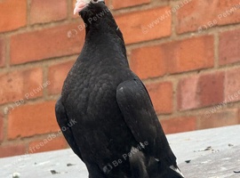 3 Mookee Pigeon