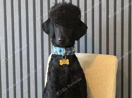 Standard poodle