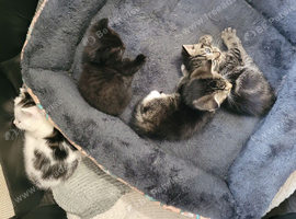 Mother cat and 4 kittens
