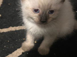 Ready now last 2 ragdoll x Maine coon