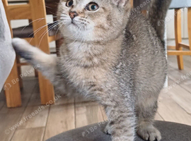 Beautiful, loving well raised kittens