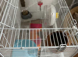 Hamster mansion with loads of accessories BARGAIN $35