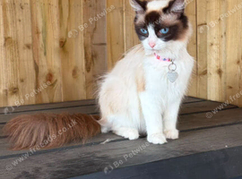 Stunning TICA ragdoll female 14 months