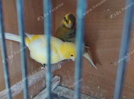2 male canaries