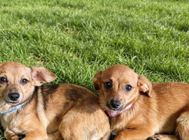 Pomeranian x dasshound