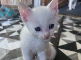 White female kittens
