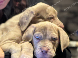 Lilac pups