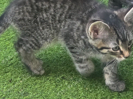 Kittens