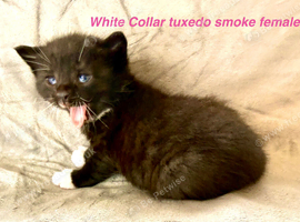 Hypoallergenic Pedigree Siberian kittens