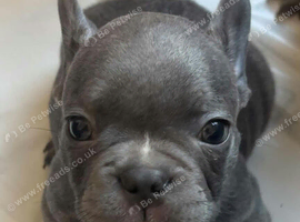 Meet White, our handsome Blue French Bulldog boy!