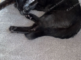 Male black kitten