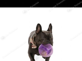 Male blue French bulldog for sale