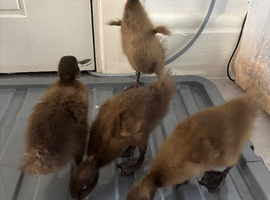 4 Khaki cambells