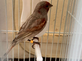 Canary male