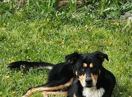 Rottsky looking for a forever home