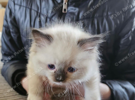9 week old female ragdoll kitten