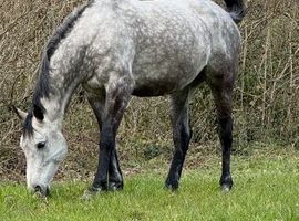 Veronica (Ronnie) is a 9yr old British Warmblood, 16.3hh Mare.