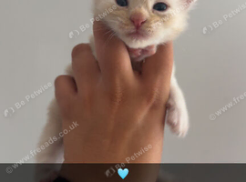 Maine coon kittens