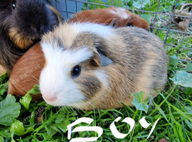 Baby Guinea pigs
