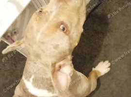 Pocket bully cross amazing big girl