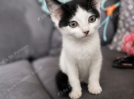 Female Black and White Kitten