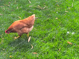 Mix of hens