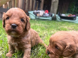 Amazing FB1 Cavapoos Puppies