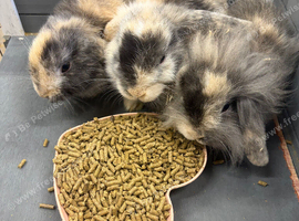 Mini lops