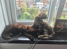 Brother and sister