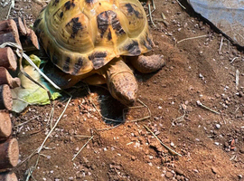 Horfield Russian tortoise