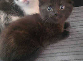 Kittens